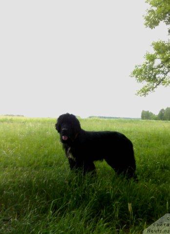 Фото: ньюфаундленд Ирис из Уникальной Коллекции