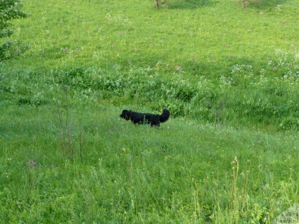 Фото: ньюфаундленд Ирис из Уникальной Коллекции