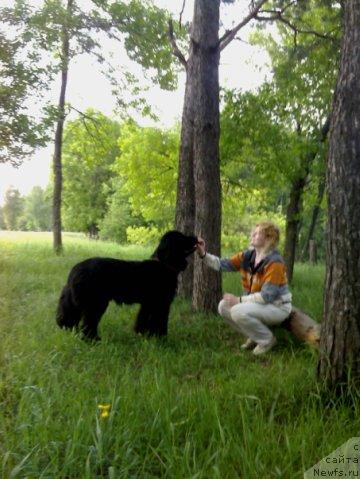 Фото: ньюфаундленд Ирис из Уникальной Коллекции, Ольга Тюрина
