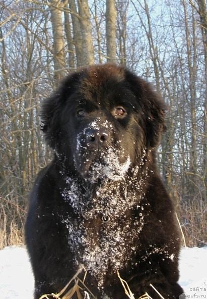 Фото: ньюфаундленд Fairweathers Rendition