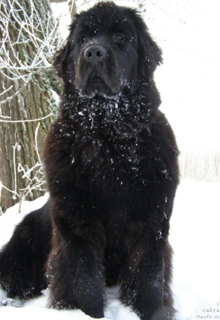 Фото: ньюфаундленд Fairweathers Rendition