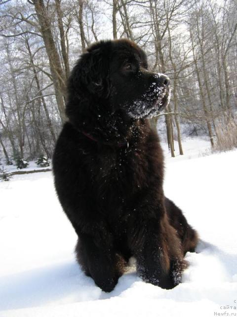 Фото: ньюфаундленд Fairweathers Rendition