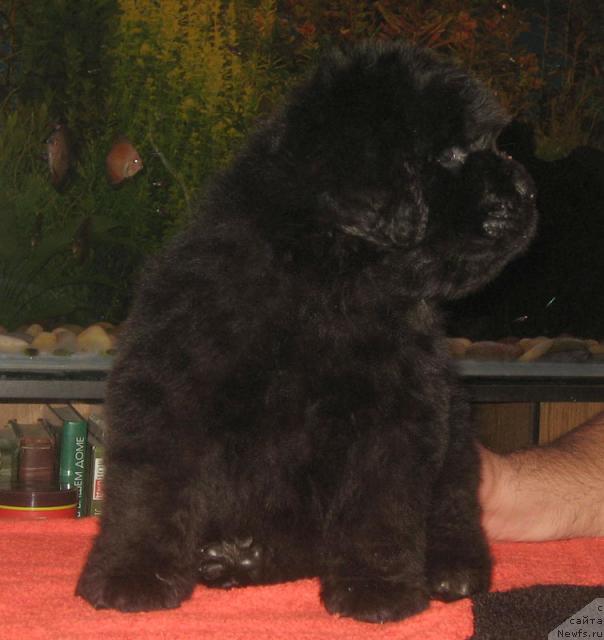 Фото: ньюфаундленд Патриот с Берега Дона