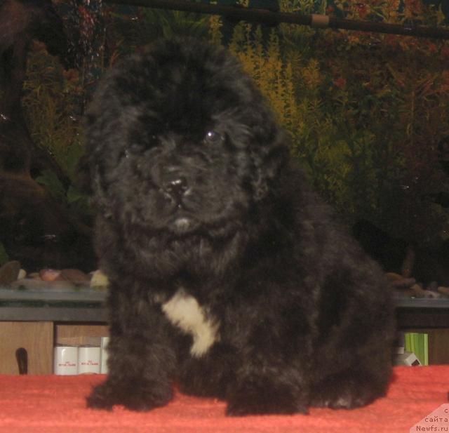 Фото: ньюфаундленд Патти с Берега Дона