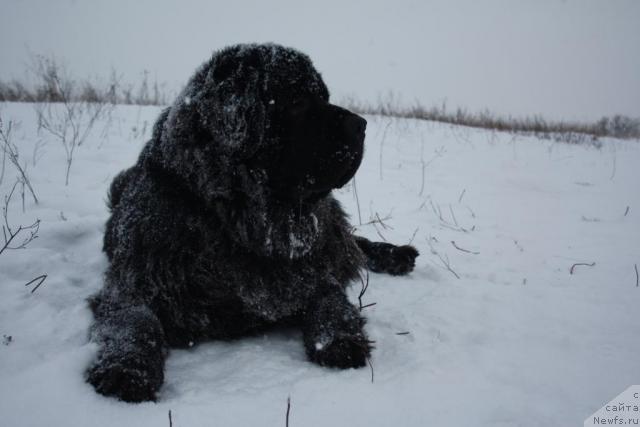 Фото: ньюфаундленд Пчёлкин Дом Восторг Души (Pchiolkin Dom Vostorg Dushi)