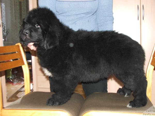 Фото: ньюфаундленд Плюшевая Панда Северный Версаль (Plushevaya Panda Severny Versal)