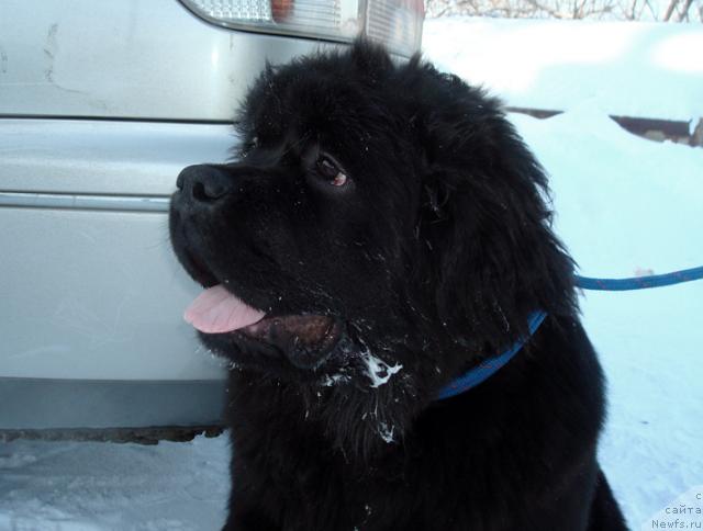 Фото: ньюфаундленд Маг Исполин Лазурит