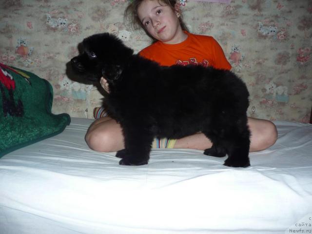 Фото: ньюфаундленд Анабель Голден Хёт Бэль Кане