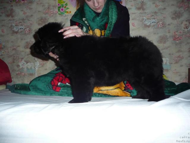 Фото: ньюфаундленд Анабель Голден Хёт Бэль Кане