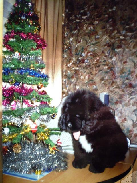 Фото: ньюфаундленд Супер Бизон Армани (Super Bizon Armani)