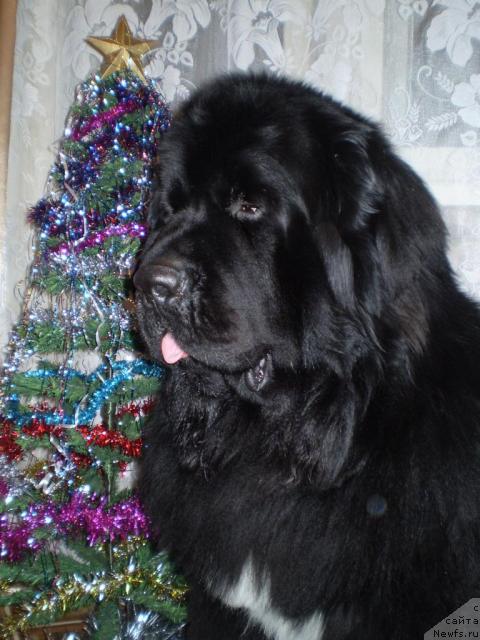 Фото: ньюфаундленд Супер Бизон Армани (Super Bizon Armani)