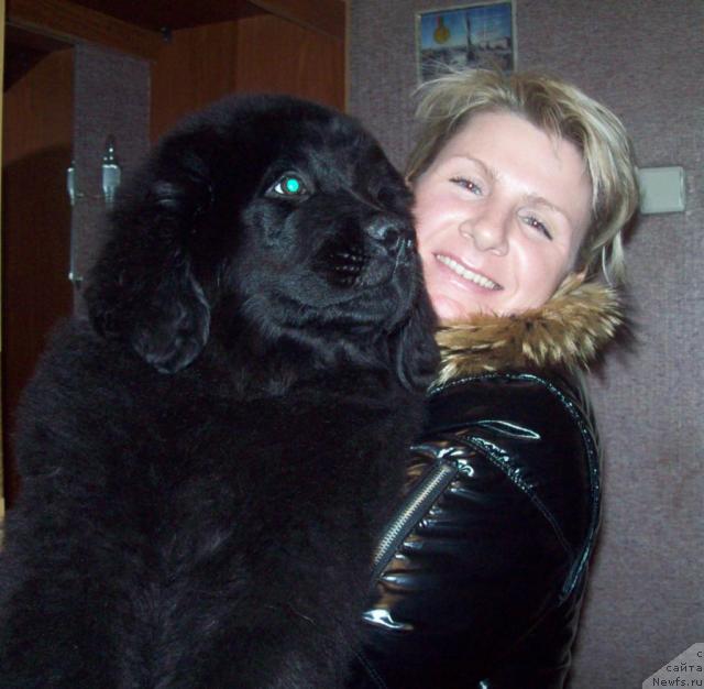 Фото: ньюфаундленд Осенний Поцелуй, и Алла