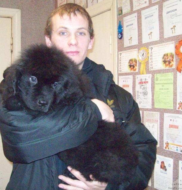 Фото: ньюфаундленд Сердечный Друг, и Максим