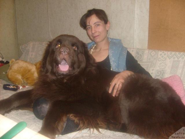 Фото: ньюфаундленд Фанньюф Акудзява Назаровна, Оксана Волкова
