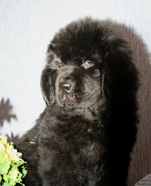 Фото: ньюфаундленд Бегущая по Волнам Стардуст