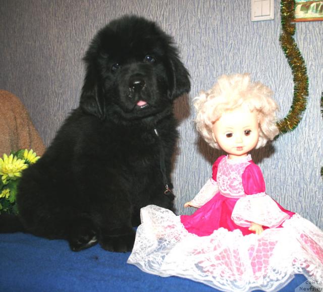 Фото: ньюфаундленд Бегущая по Волнам Стардуст