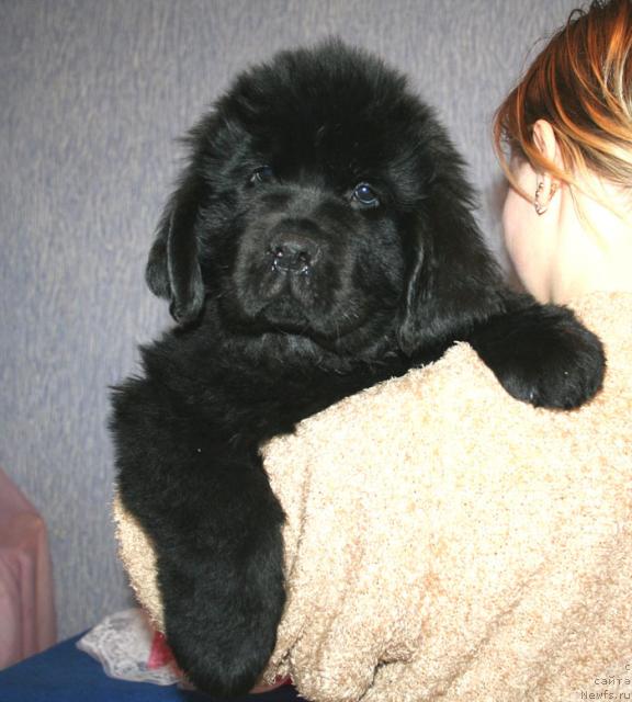 Фото: ньюфаундленд Бегущая по Волнам Стардуст