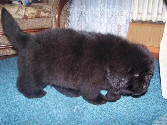 Фото: ньюфаундленд Акватория Келвин Леонард Эйлер