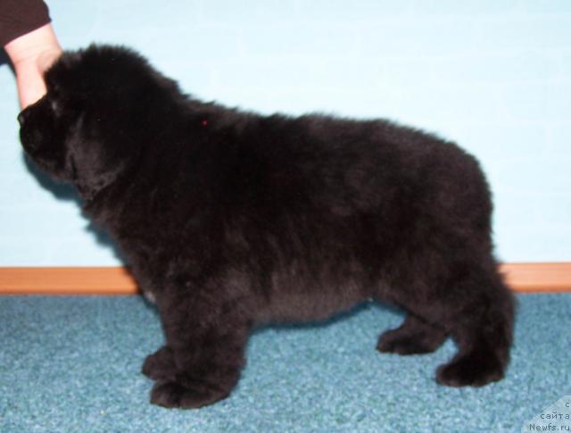 Фото: ньюфаундленд Акватория Келвин Леонард Эйлер