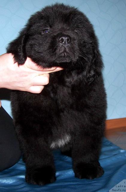 Фото: ньюфаундленд Акватория Келвин Леонард Эйлер