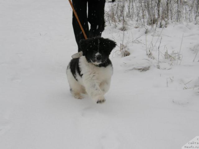 Фото: ньюфаундленд Супер Премиум Есения