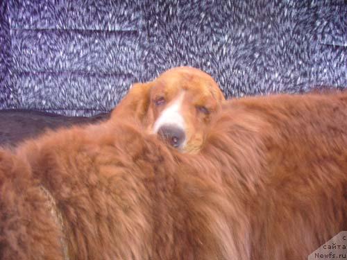 Фото: ньюфаундленд Старди