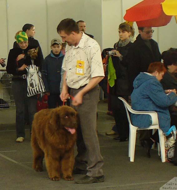 Фото: ньюфаундленд Старди