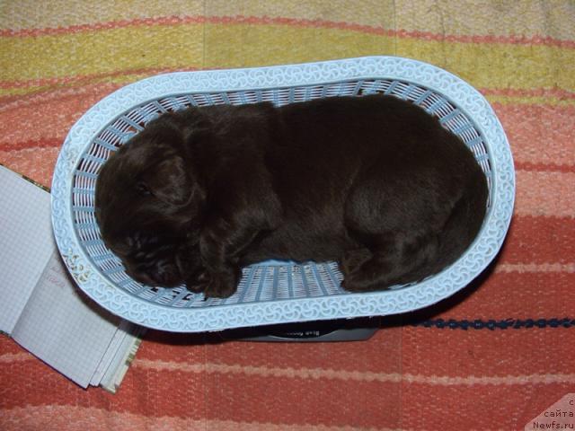 Фото: ньюфаундленд Бархатка Роскошная