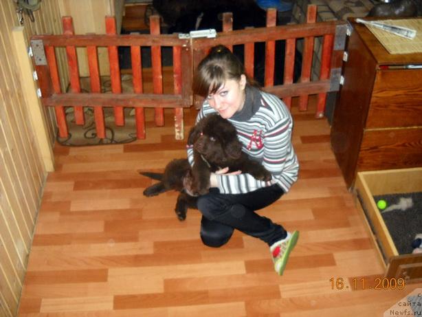 Фото: ньюфаундленд Рафаэлла Беатриччи