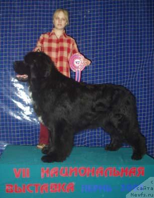 Фото: ньюфаундленд Точлайт Блэк Фиджит (Touchlight Black Fidget), Елена Горбунова