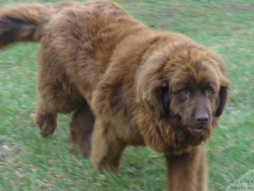 Фото: ньюфаундленд Старди