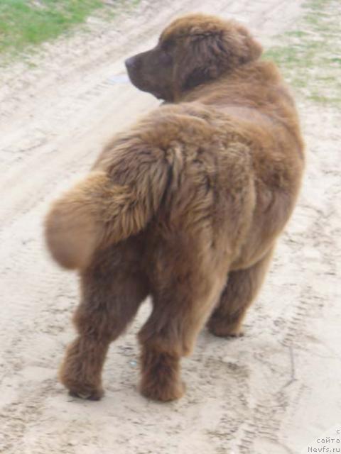 Фото: ньюфаундленд Старди