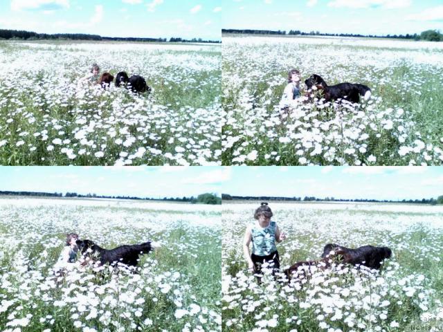 Фото: ньюфаундленд Бонд, ньюфаундленд Питерньюф Желанная Моя