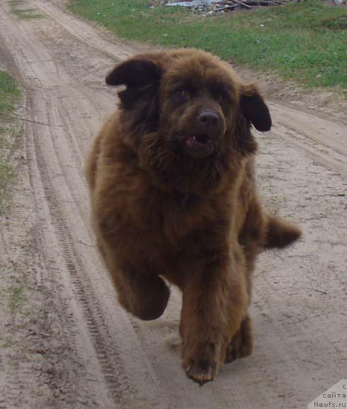 Фото: ньюфаундленд Старди