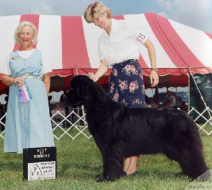 Фото: ньюфаундленд Cayuga Cheyenne at Robber Baron