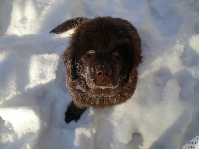Фото: ньюфаундленд Черный Шарм Ангельская Красота (Chernyi Sharm Angel'skaya Krasota)