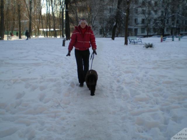 Фото: Татьяна Розанова, ньюфаундленд Черный Шарм Ангельская Красота (Chernyi Sharm Angel'skaya Krasota)