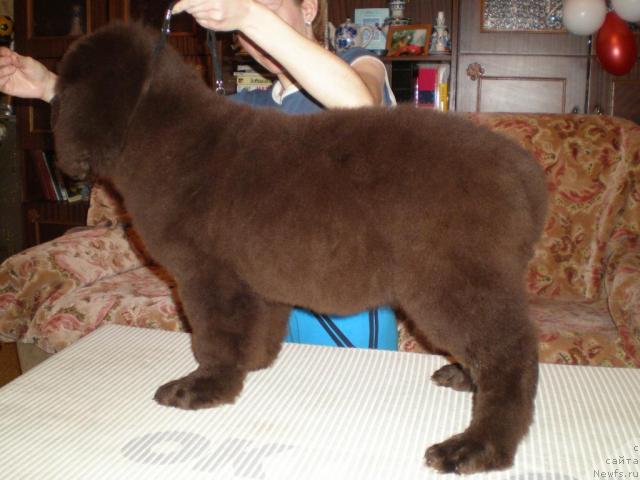 Фото: Татьяна Розанова, ньюфаундленд Черный Шарм Ангельская Красота (Chernyi Sharm Angel'skaya Krasota)