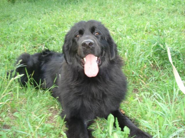 Фото: ньюфаундленд Классика Шик, ньюфаундленд Классика Шик