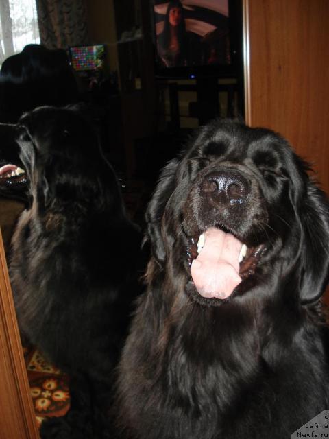 Фото: Классика Шик, ньюфаундленд Классика Шик