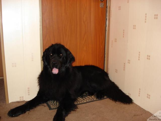 Фото: Шика, ньюфаундленд Классика Шик