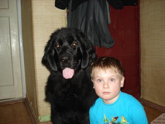 Фото: Классика Шик, ньюфаундленд Классика Шик