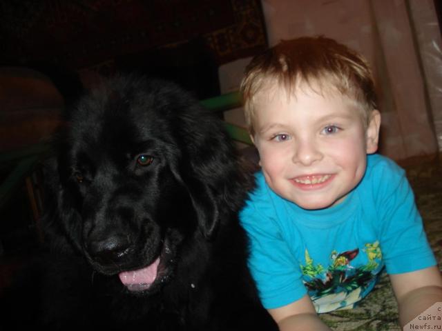 Фото: Шика, ньюфаундленд Классика Шик