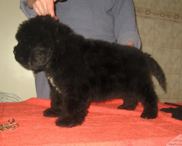 Фото: ньюфаундленд Портер с Берега Дона