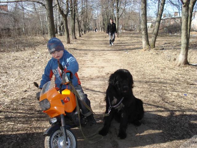 Фото: Шика, ньюфаундленд Классика Шик