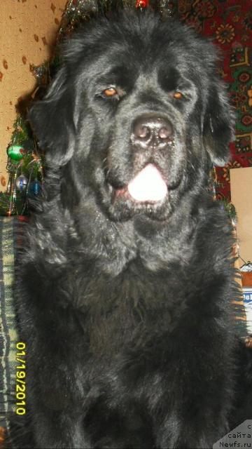 Фото: ньюфаундленд Роксана Леди Совершенство