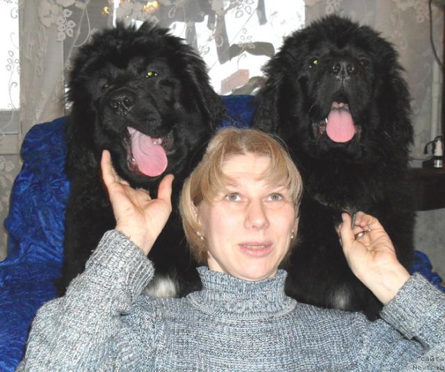 Фото: ньюфаундленд Бегущая по Волнам Револутион а ла Рус, ньюфаундленд Бегущая по Волнам Разве Этого Мало