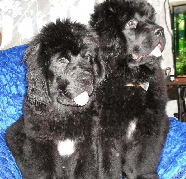 Фото: ньюфаундленд Бегущая по Волнам Револутион а ла Рус, ньюфаундленд Бегущая по Волнам Разве Этого Мало