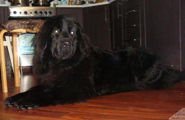 Фото: ньюфаундленд Любимая Медведица Моя