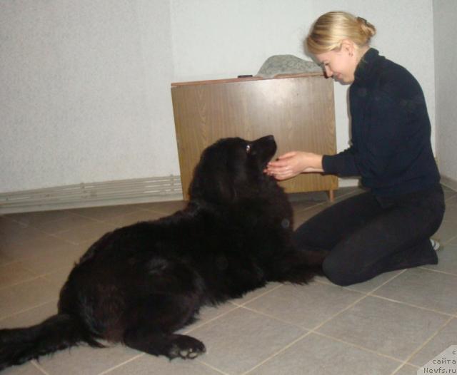 Фото: ньюфаундленд Любимая Медведица Моя, Ирина Кез